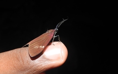 Cyclosia latipennis