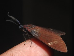 Cyclosia latipennis