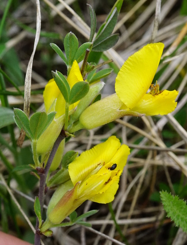 Image of Chamaecytisus ratisbonensis by (c) Patrick Hacker, some rights reserved (CC BY)
