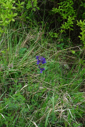 Salvia pratensis