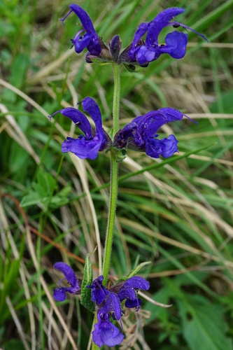 Salvia pratensis