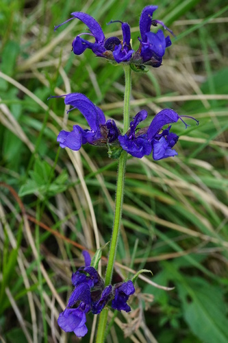 Salvia pratensis