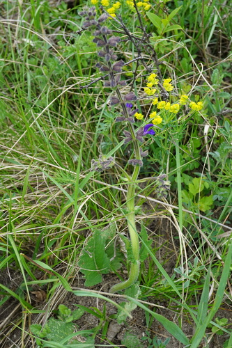 Salvia pratensis