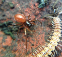 Ostearius melanopygius