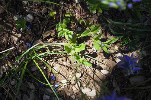 Image of Veronica orsiniana by (c) Sylvain Gérard, some rights reserved (CC BY)