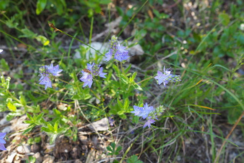 Image of Veronica orsiniana by (c) Sylvain Gérard, some rights reserved (CC BY)