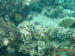 Parupeneus crassilabris