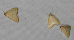 Hahncappsia pergilvalis