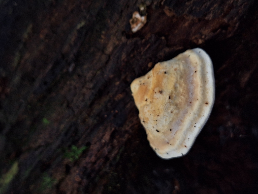 Truncospora ochroleuca · April 2025 · photo: © rocio_pose (iNaturalist, cc-by)