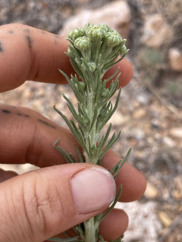 Jame's rubberweed (Hymenoxys jamesii)