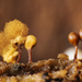 Push Pin Slime Mold - Photo (c) Ricardo Arredondo T., some rights reserved (CC BY-NC), uploaded by Ricardo Arredondo T.