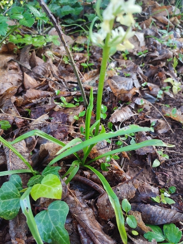 Image of Dactylorhiza romana by (c) Ana Garcia, some rights reserved (CC BY)
