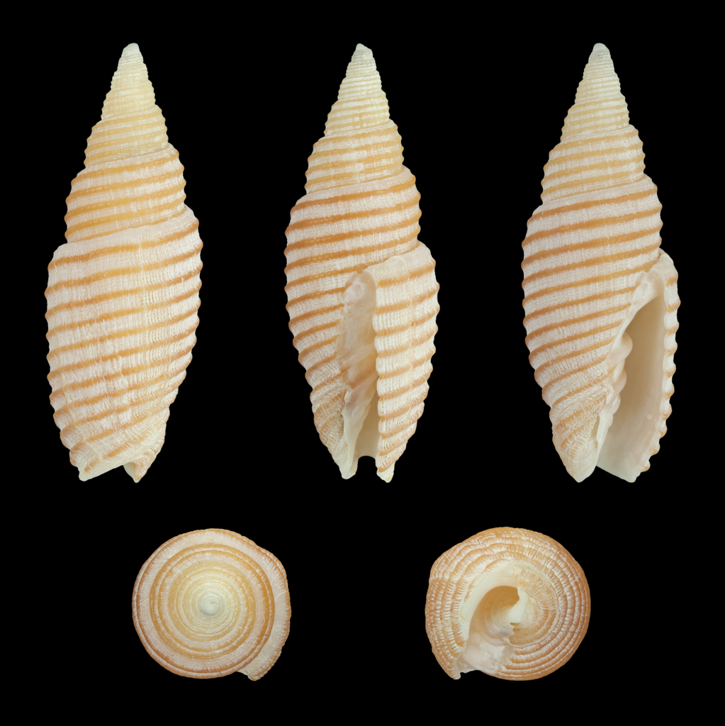 Domiporta filaris