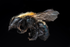Osmia longula