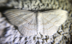 Scopula umbilicata