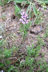 Thymus pallasianus