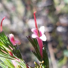 Adenanthos macropodianus