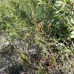 Adenanthos macropodianus