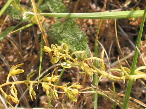 Image of Thesium pyrenaicum by (c) zebedeugalinha, some rights reserved (CC BY)