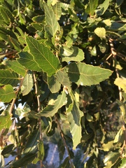 Quercus trojana