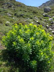 Euphorbia insularis