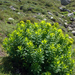 Euphorbia insularis - Photo Ningún derecho reservado, subido por Peter de Lange