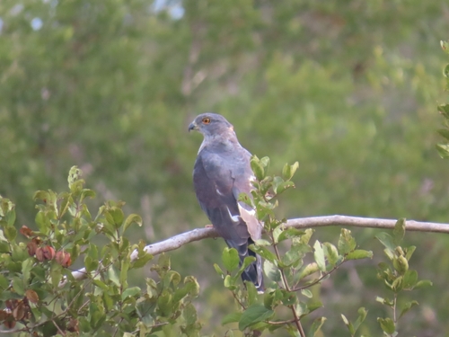 African Cuckoo-Hawk (Aviceda cuculoides), photo 2
