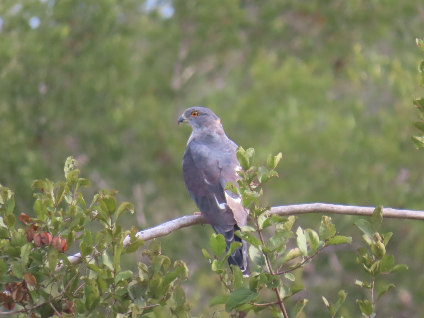 African Cuckoo-Hawk (Aviceda cuculoides), photo 4