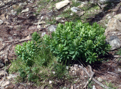 Euphorbia insularis