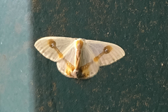 Macrocilix mysticata