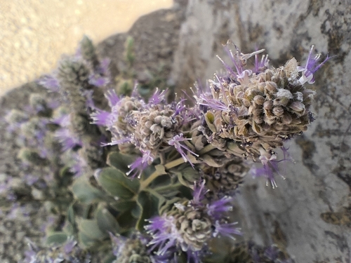 Image of Pogostemon benghalensis by (c) chiragmunje, some rights reserved (CC BY)