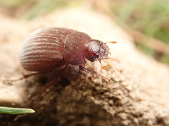 Maladera holosericea