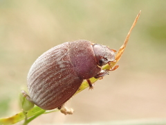 Maladera holosericea