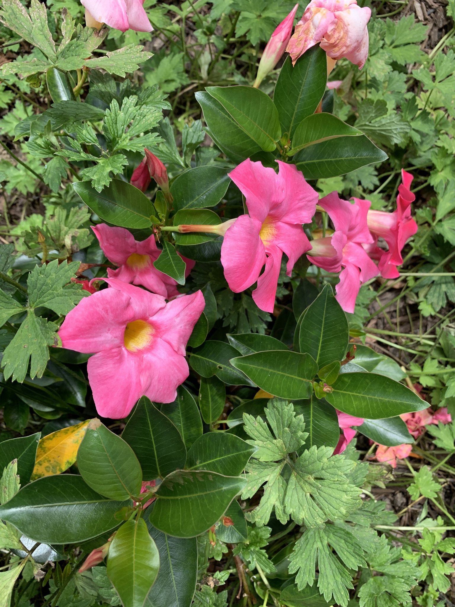 Jazmín Sudamericano (Mandevilla sanderi) · iNaturalist Chile