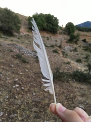 Garrulus glandarius graecus