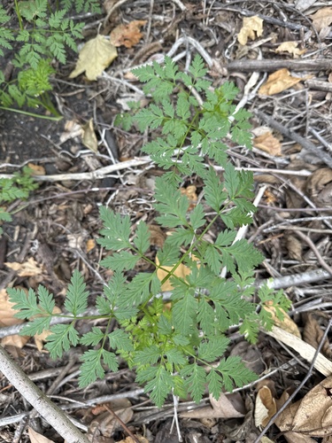 iNaturalist observation photo of poison hemlock