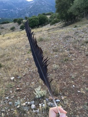 Corvus corax laurencei