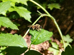 Laphria sacrator