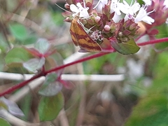 Pyrausta sanguinalis