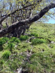 Euphorbia insularis