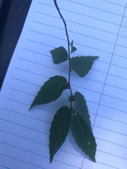 Zelkova serrata