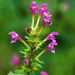 Hairy Hemp-Nettle - Photo (c) birdwatcher, some rights reserved (CC BY-NC), uploaded by birdwatcher