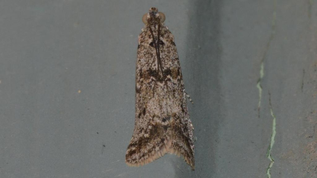 Sugarbeet Crown Borer Moth