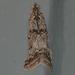 Sugarbeet Crown Borer Moth - Photo (c) Andy Reago & Chrissy McClarren, some rights reserved (CC BY)