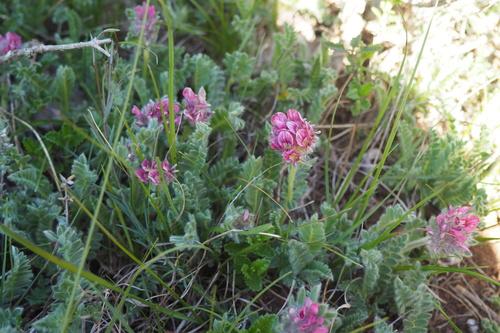 Anthyllis montana (Anthyllis montana)