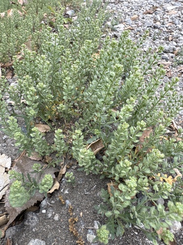iNaturalist observation photo of Upright Pepperweed