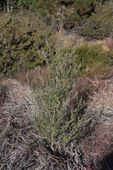 Chenopodium atrovirens
