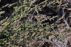 Chenopodium atrovirens