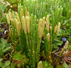 Lycopodiales