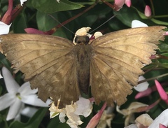 Achlyodes